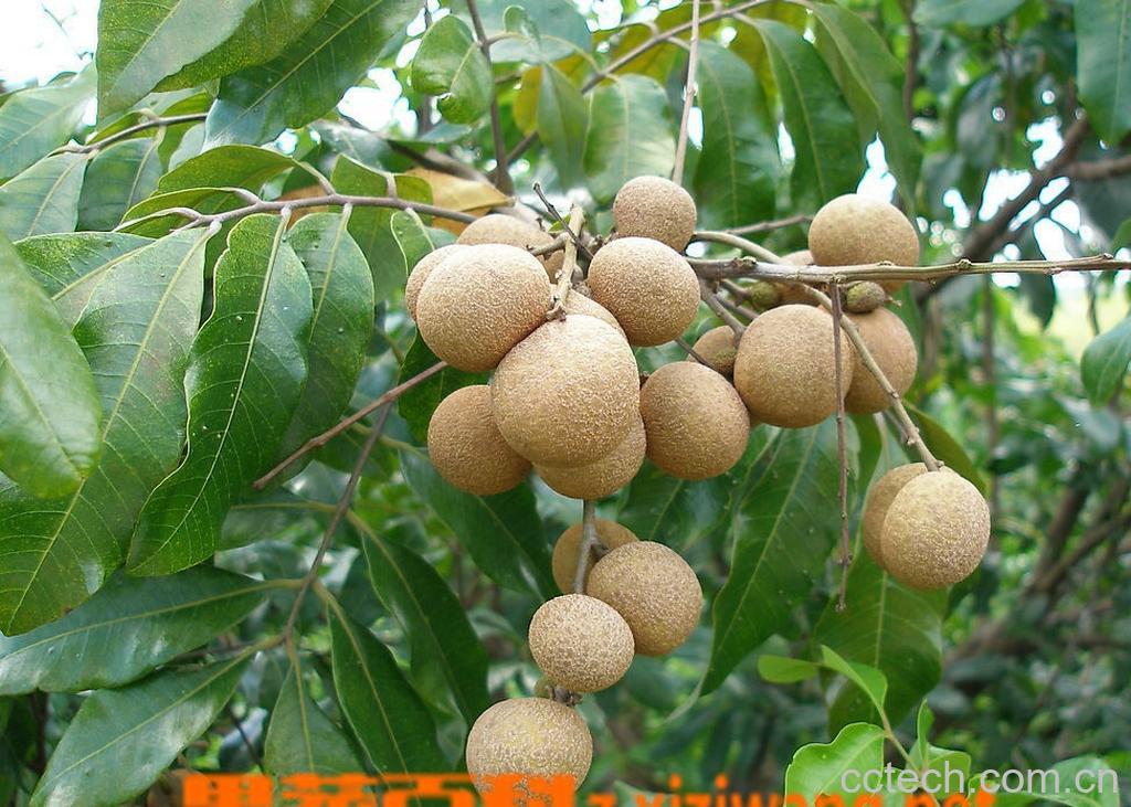 果蔬百科龙眼-0