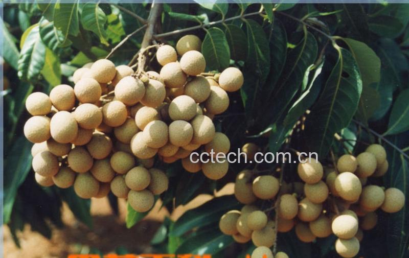 果蔬百科龙眼-0