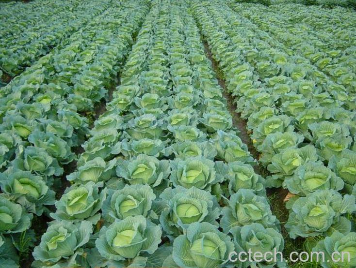 果蔬百科橄榄菜-0