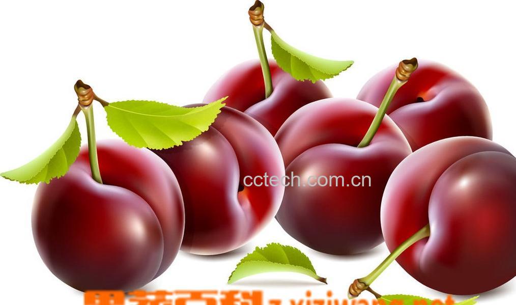 果蔬百科李子-0