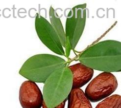 果蔬百科大枣-0