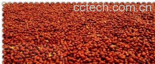 果蔬百科大枣-0