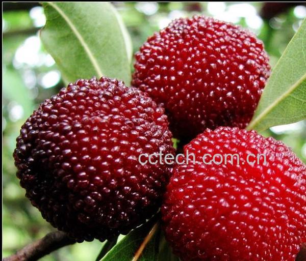 果蔬百科杨梅-0