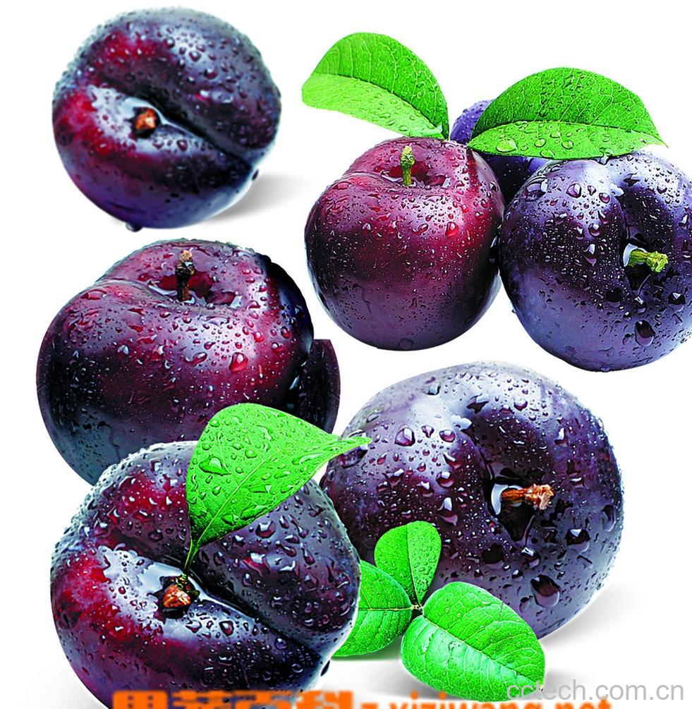 果蔬百科乌梅-0