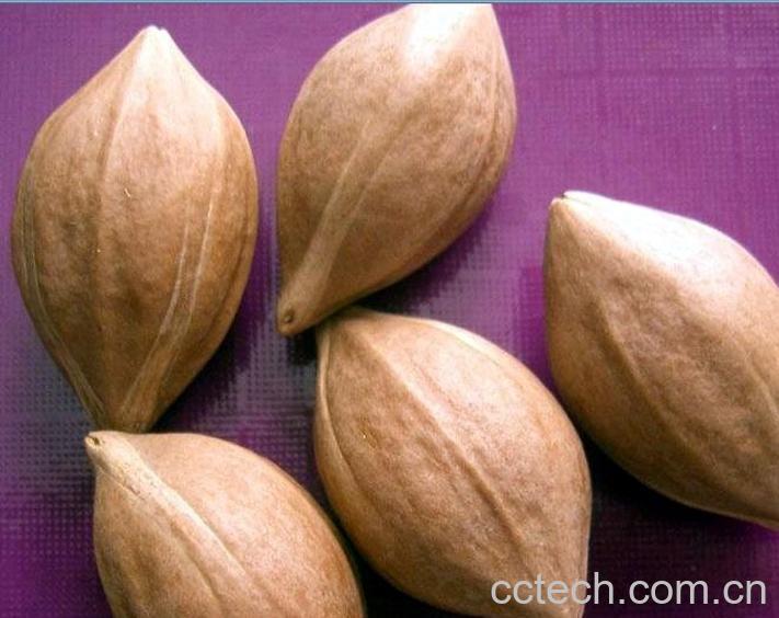 果蔬百科橄榄核-0