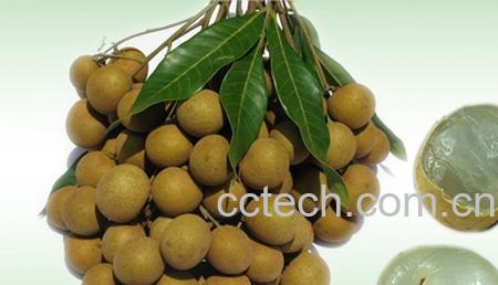 果蔬百科龙眼-0
