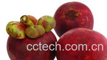 果蔬百科山竹-0