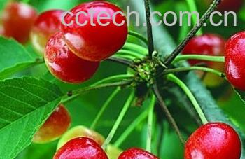 果蔬百科吃樱桃有什么好处-0