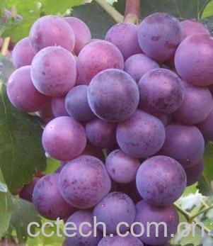 果蔬百科 葡萄保鲜方法-0