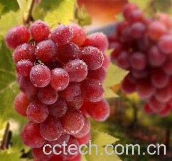 果蔬百科葡萄-0