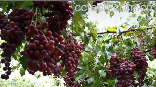 果蔬百科葡萄,葡萄酒-0