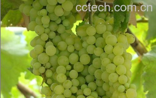 果蔬百科葡萄,葡萄酒-0