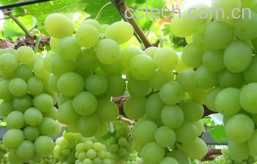 果蔬百科葡萄,葡萄酒-0