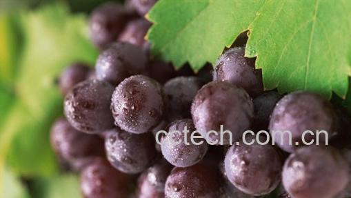 果蔬百科葡萄,葡萄酒-0