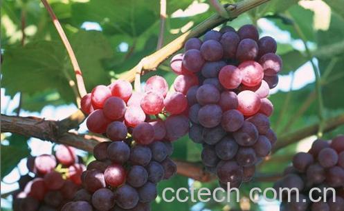 果蔬百科葡萄,葡萄酒-0