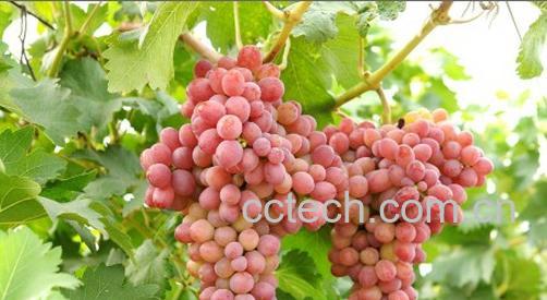 果蔬百科葡萄-0