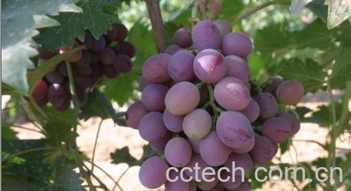 果蔬百科葡萄-0