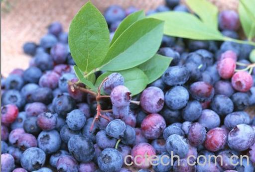 果蔬百科蓝莓-0