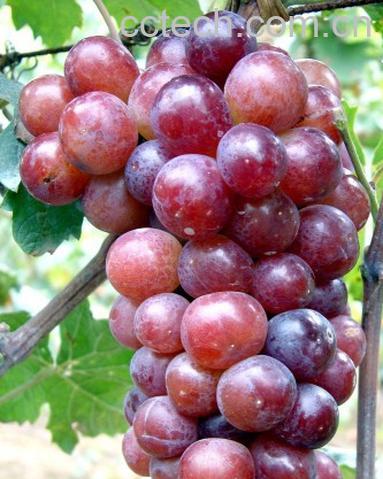 果蔬百科葡萄-0
