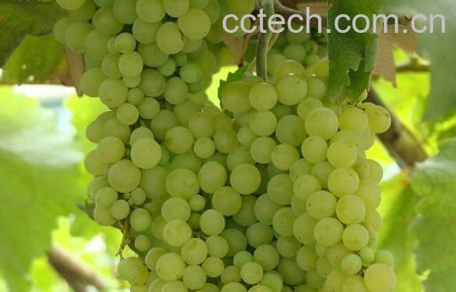 果蔬百科葡萄-0