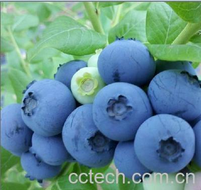 果蔬百科蓝莓-0