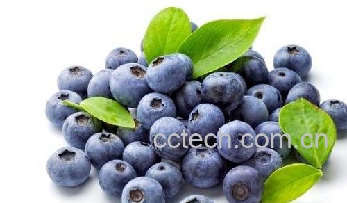 果蔬百科蓝莓-0