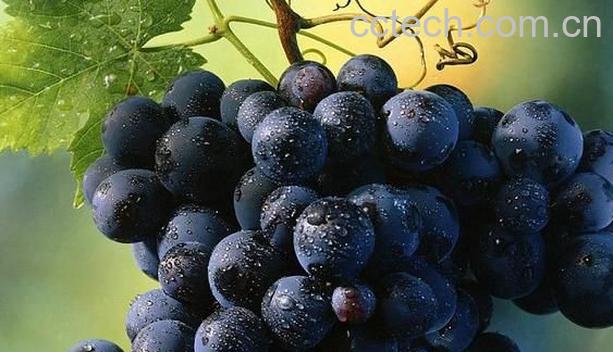 果蔬百科覆盆子N-0