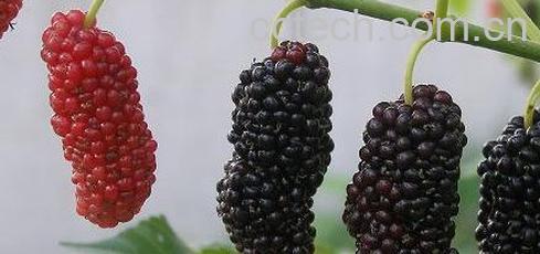 果蔬百科桑椹-0