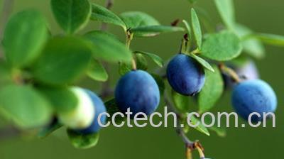 果蔬百科蓝莓-0