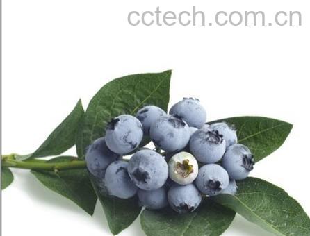 果蔬百科蓝莓-0
