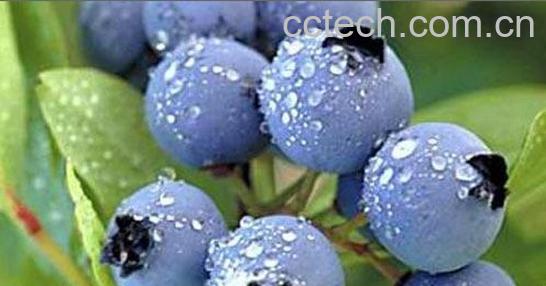 果蔬百科蓝莓-0