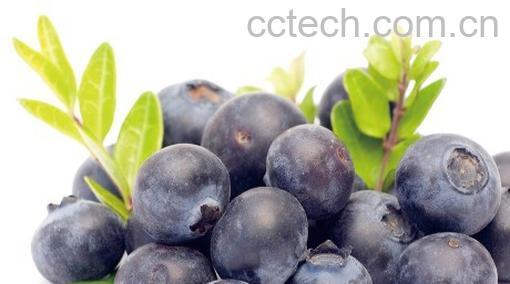 果蔬百科蓝莓-0