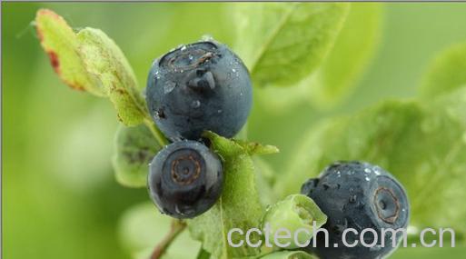 果蔬百科蓝莓-0