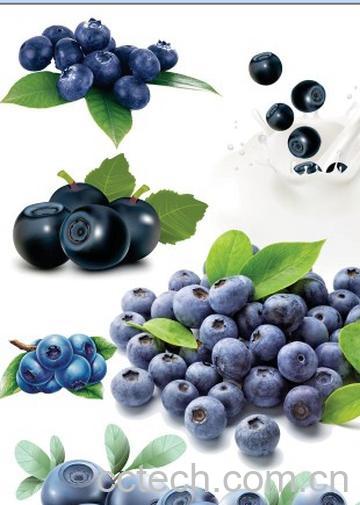 果蔬百科蓝莓-0