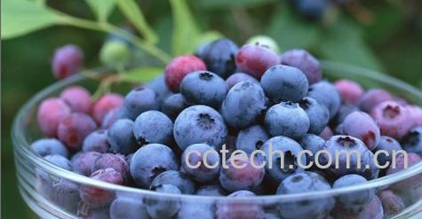 果蔬百科蓝莓-0