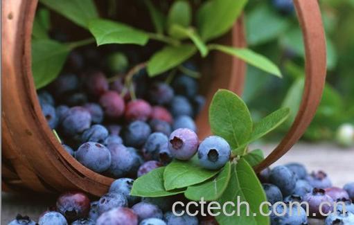 果蔬百科蓝莓-0