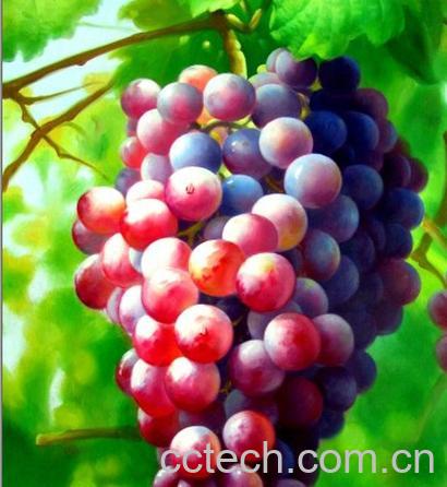 果蔬百科葡萄-0