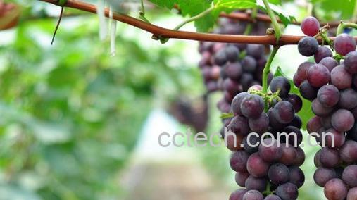 果蔬百科葡萄-0