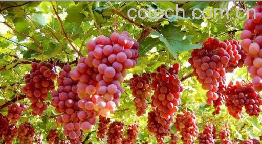 果蔬百科葡萄-0