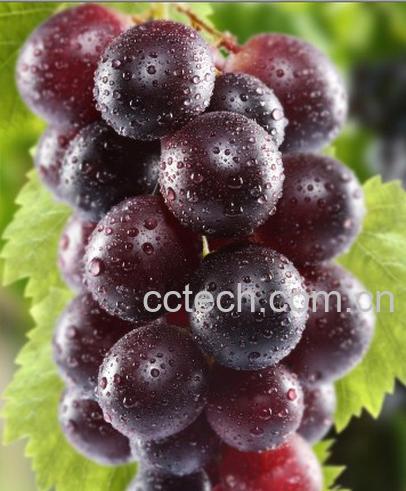 果蔬百科葡萄-0