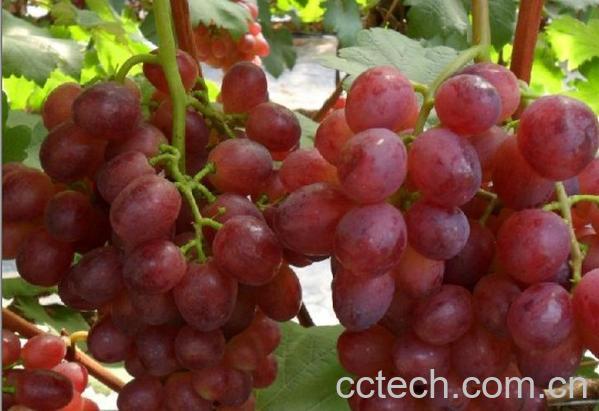 果蔬百科葡萄-0