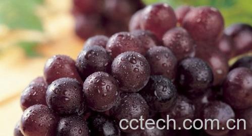 果蔬百科葡萄-0