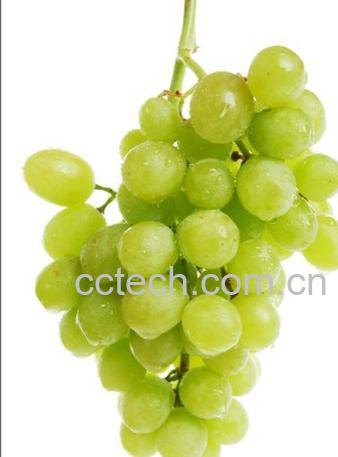 果蔬百科葡萄-0