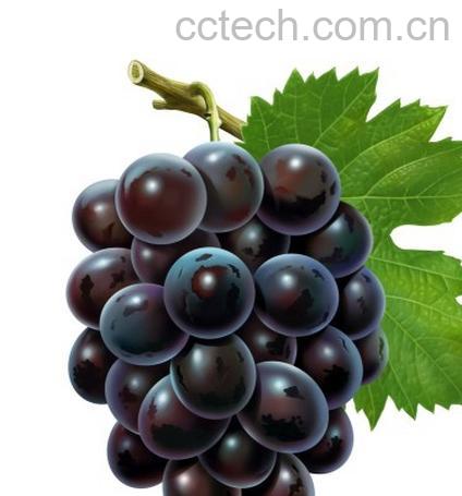 果蔬百科葡萄-0