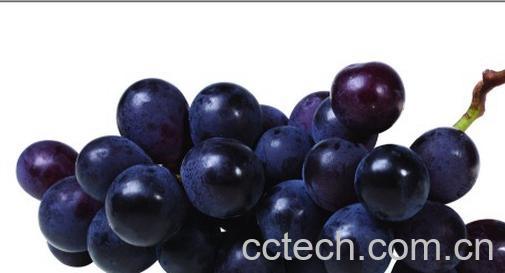 果蔬百科葡萄-0