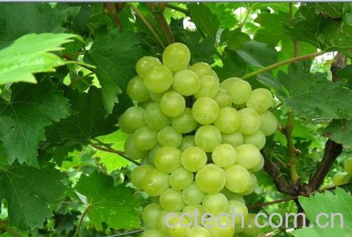 果蔬百科葡萄-0