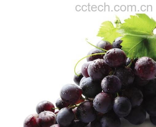 果蔬百科葡萄-0