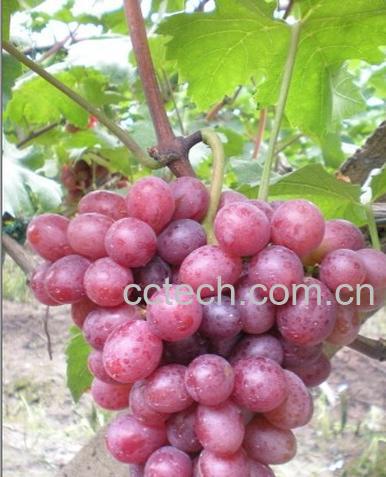 果蔬百科葡萄-0