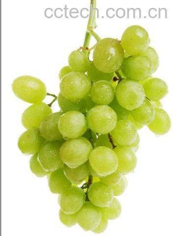 果蔬百科葡萄-0