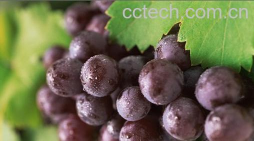 果蔬百科葡萄-0